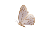 borboleta-1-.png
